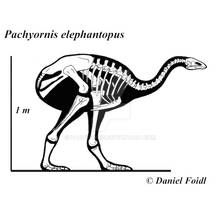 Pachyornis skeletal