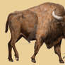 Bison priscus, the Steppe bison