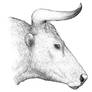 Subadult bull aurochs