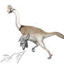 Corythoraptor jacobsi