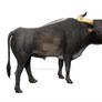 Indian aurochs bull
