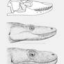 Excess tissue: Komodo dragon
