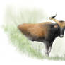 Female aurochs