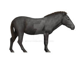 European wild horse