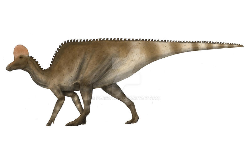 Corythosaurus In Generic Colour By Pachyornis On DeviantArt corythosaurus-in-generic-colour-by-pachyornis-on-deviantart