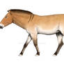 Pleistocene European wild horse