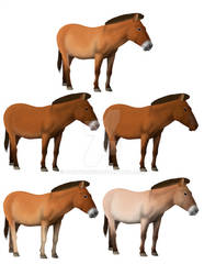Colour variability in the Przewalski's horse