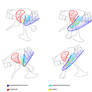 Pelvis muscles might suggest a more upright stance