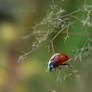 ladybird2