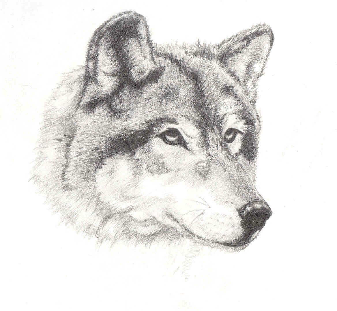 Wolf - Realism