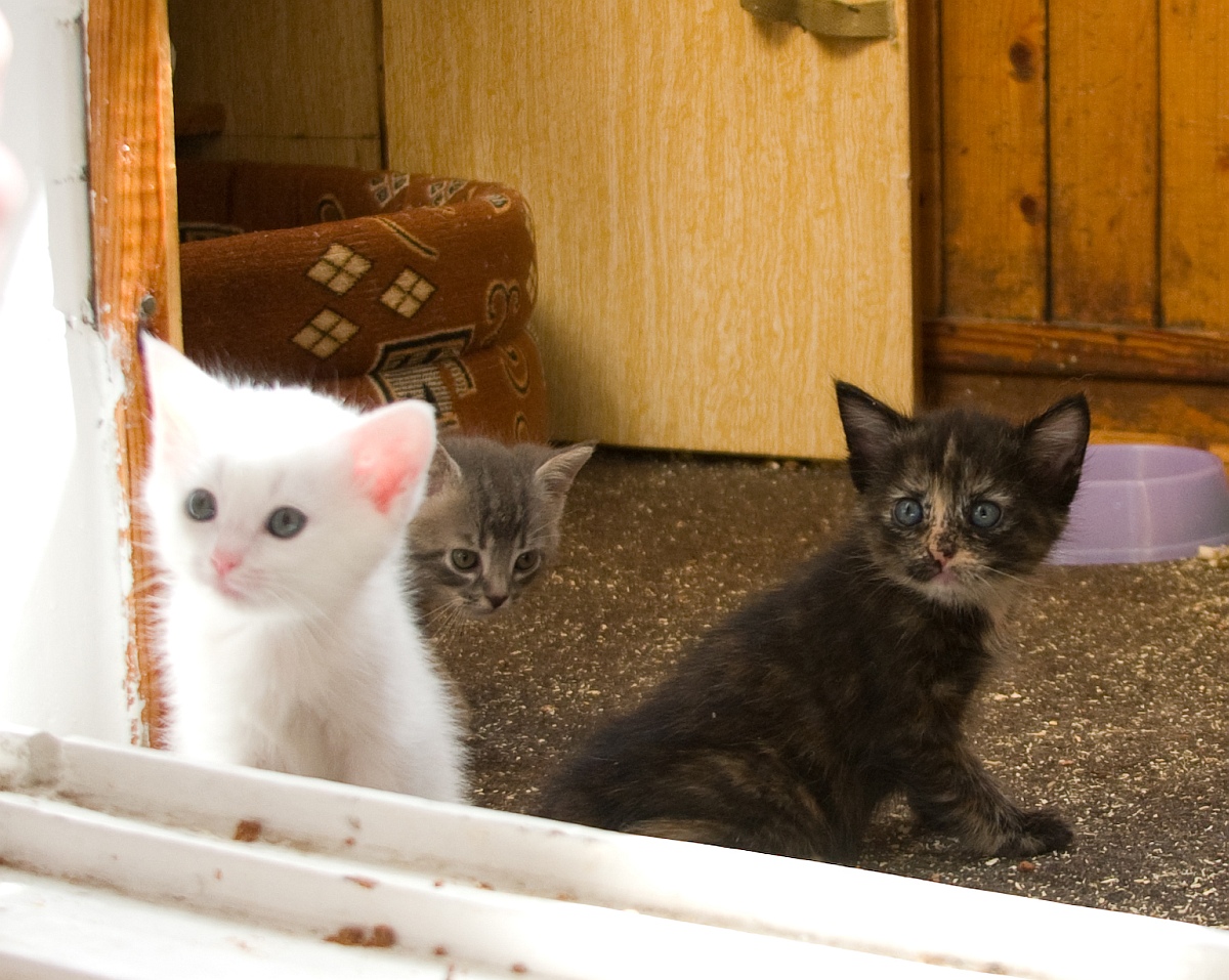 Three kittens