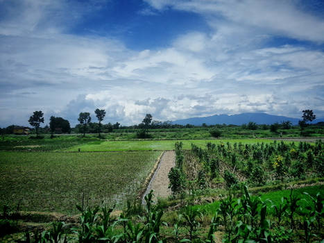 Indonesian fields