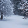 Snowy Backdrop 01
