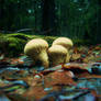 mushroom trio