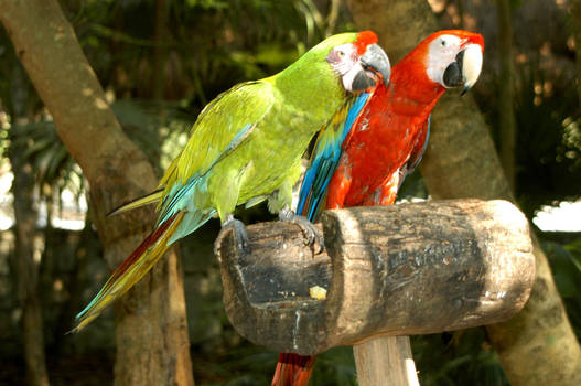 Parrots in Mexico