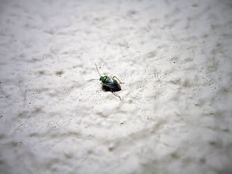 Green bug