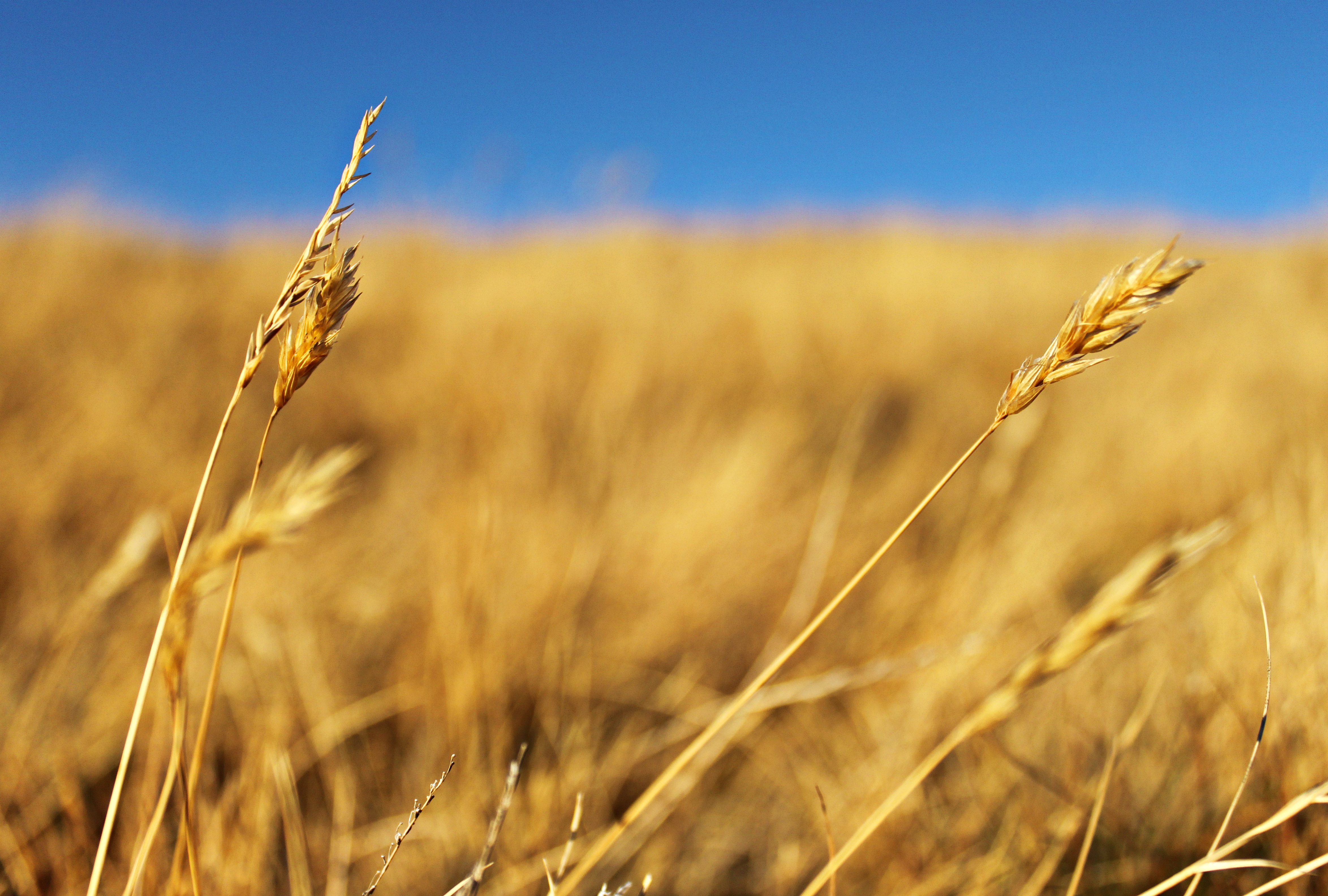 Autumn grass