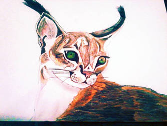 caracal