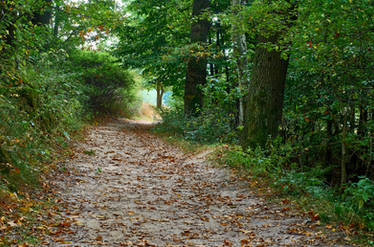 forest road