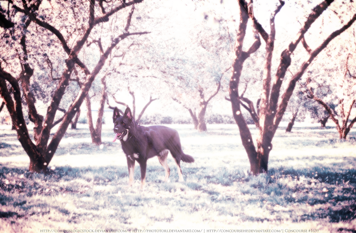 Beneath the Blossoms