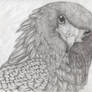 The Bateleur