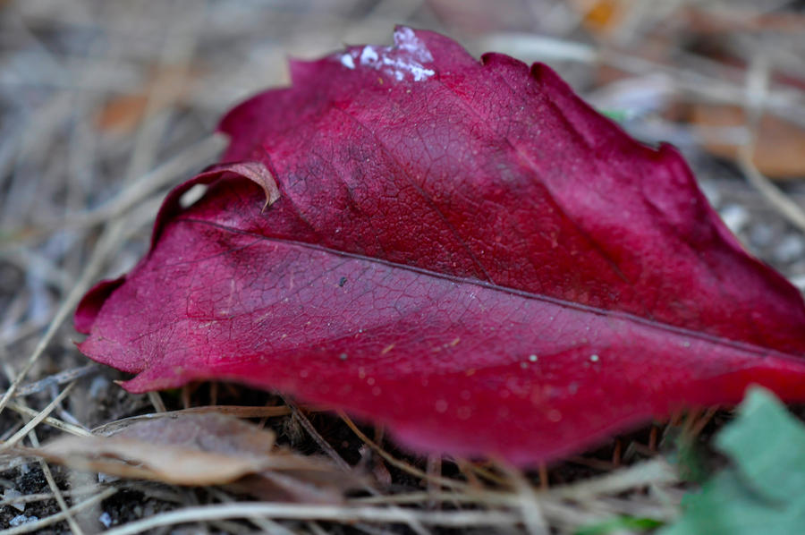 Merlot leaf