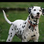 Dalmatian II