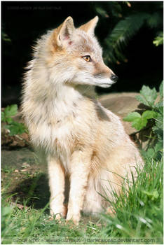 Corsac Fox