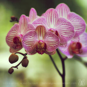 Luxembourg Garden's Orchids