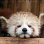 Red Panda I