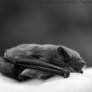 Bat Resting On A Cloud