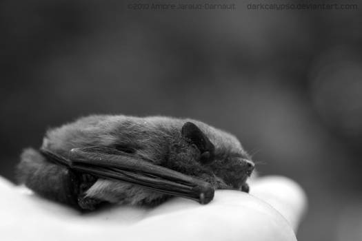 Bat Resting On A Cloud