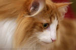 Baltard Feline Show 2010 - II by darkcalypso