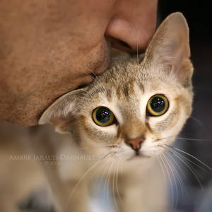 Baltard Feline Show 2011 - X by darkcalypso Baltard Feline Show 2011 - X by darkcalypso