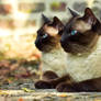 The Siamese Sphinxes