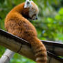 Red Panda IV