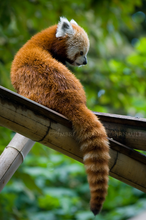 Red Panda IV