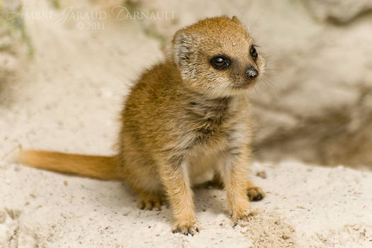 Baby Mongoose