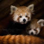 Ailurus fulgens Portrait
