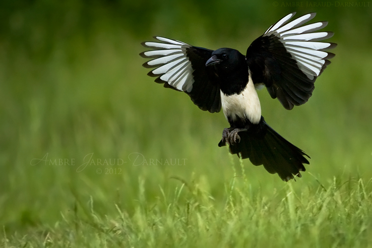 Magpie In Flight Design Magpie In Flight I by darkcalypso on DeviantArt
