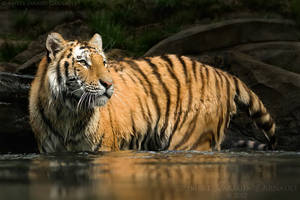 Wild Curves In The Water