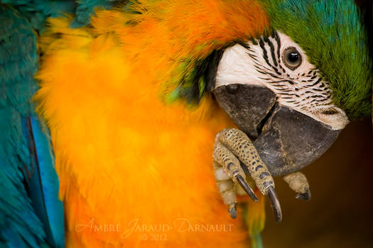 Blue-and-Gold Macaw