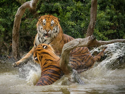 The Tiger Splash III