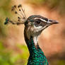 The Peacock And His Crown