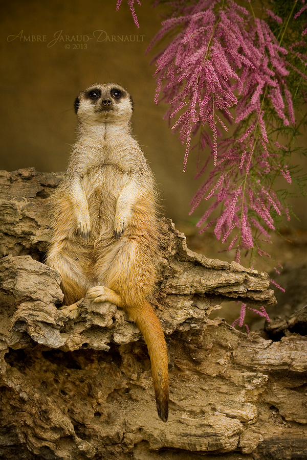 Lord Meerkat