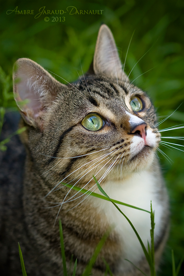 Photogenic Himalaya