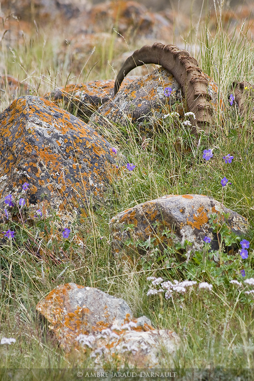 Life And Death In The Celestial Mountains IV