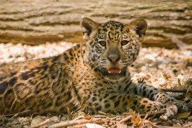 Jaguar Cub Portrait