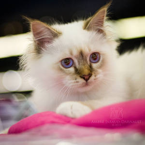 Animal Expo 2013 - IV by darkcalypso Animal Expo 2013 - IV by darkcalypso