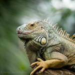 Au Parc Zoologique De Paris I by darkcalypso